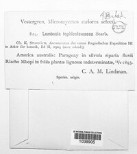 Lembosia lophiostomacea image